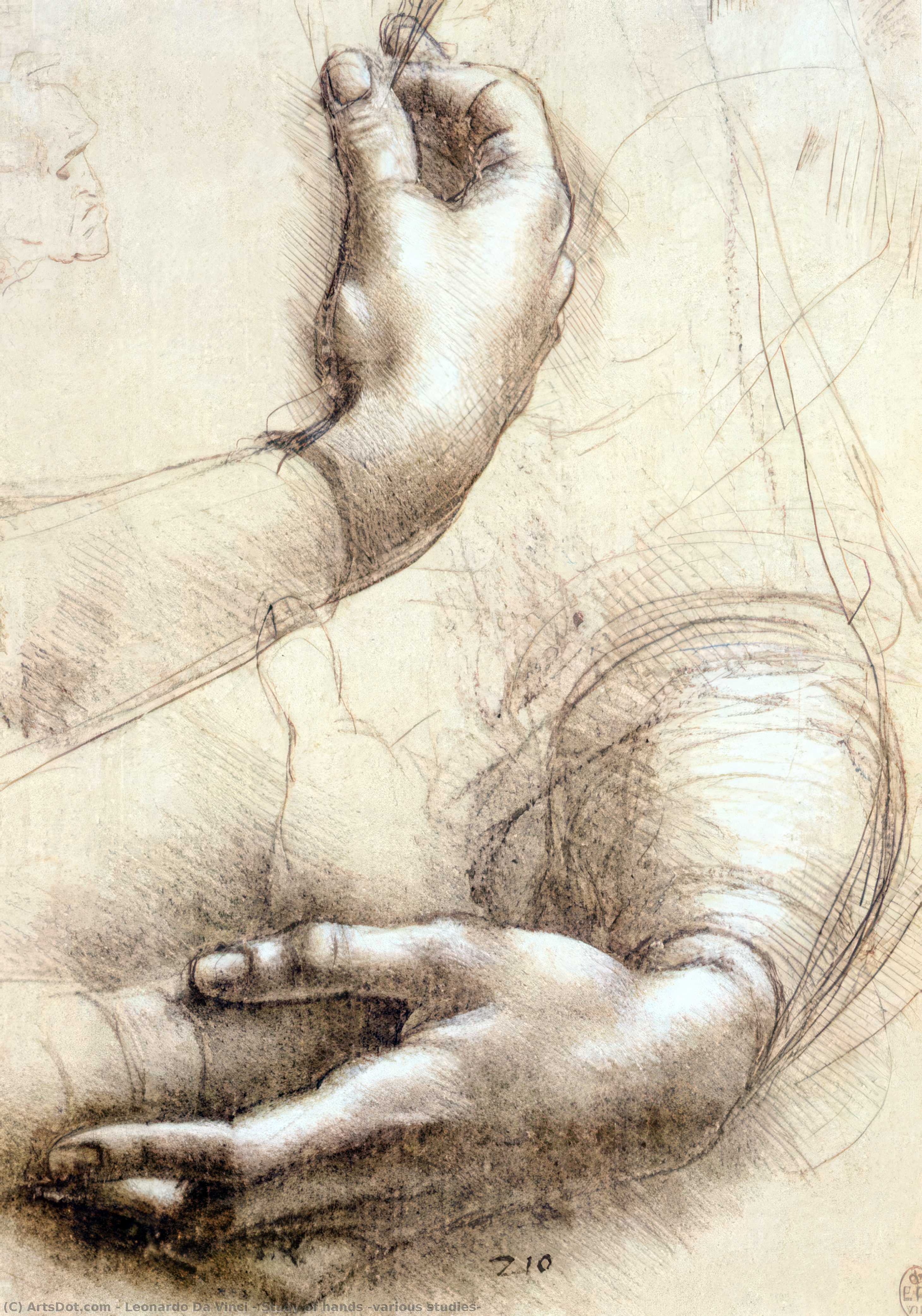 Studiet Af Hænder — Leonardo Da Vinci
