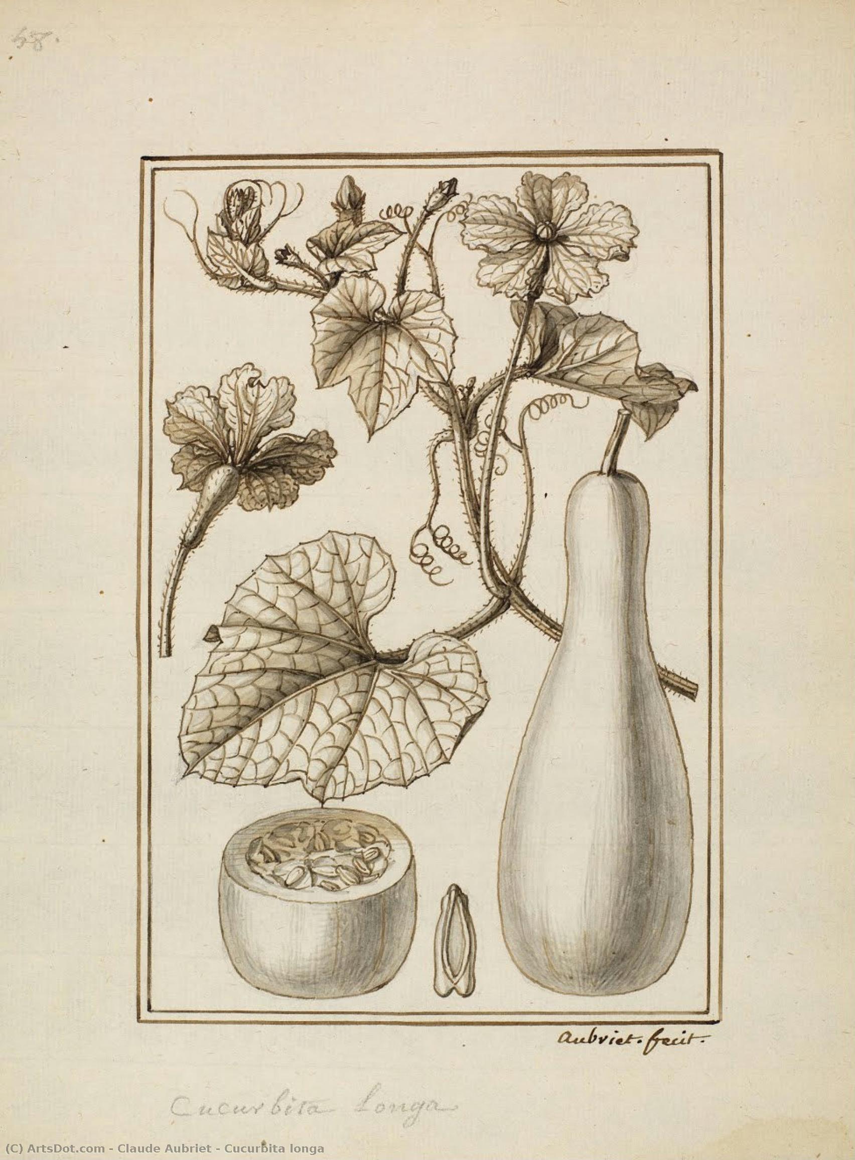 Cucurbita Longa — Claude Aubriet