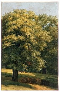 DER GROSSE BAUM
