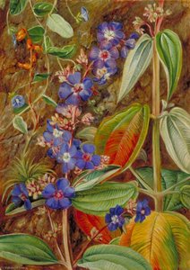 Fiori Selvatici Di Casa Branca, Brasile — Marianne North, Pittura Botanica Vittoriana
