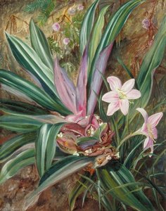 Dos Plantas Cultivadas, Pintadas En Singapur — Marianne North, Naturalismo Victoriano