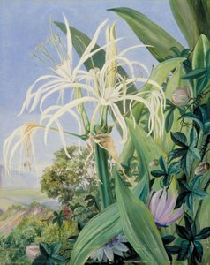 Pancratium Caribaeum And A Passion Flower, Jamaica — Marianne North, Victorian Naturalism
