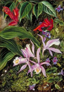 Fleurs Sauvages De Darjeeling, Inde — Marianne North