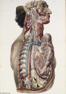 Full Anatomy Treaty Rights, Including The Medicine Procedure