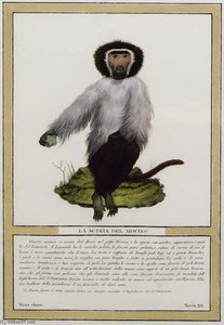 Monkeys