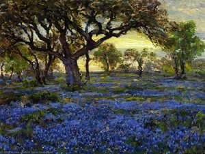 Old Live Oak Tree and Bluebonnets on the West Texas Military Grounds, San Antonio