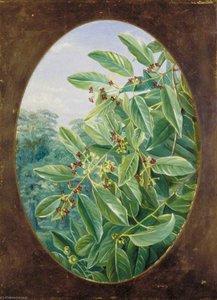 Sandal Wood Of India — 마리애너 노스, Academic Botanical Painting