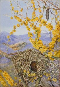 Armed Bird's Nest In Acacia Bush, Chile — Marianne North, Naturalism