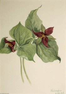 Red Trillium (trillium Erectum) — Mary Vaux Walcottová