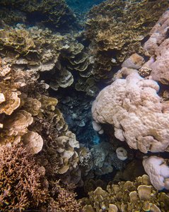 Corals In Palau — Angelo Chiacchio