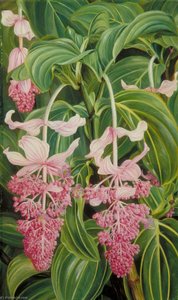 Fogliame E Fiori Di Medinilla Magnifica — Marianne North, Pittura Botanica Vittoriana