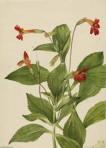 Cardinal Monkey Flower (mimulus Cardinalis) — Марі Вакс Волкотт, Botanical Illustration