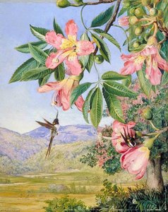 Foliage And Flowers Of A Chorisia And Double Crested Humming Birds, Brazil
