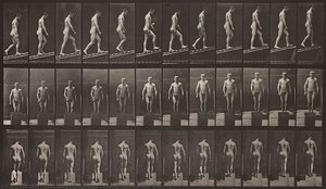Animal Locomotion, Plate 74