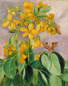Flowers Of Cassia Corymbosa In Minas Geraes, Brazil — 玛丽安·诺思, Victorian Botanical Painting