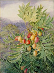 The Kaffir Plum, Painted In The Perie Bush, South Africa — ماريان نورث, Victorian Botanical