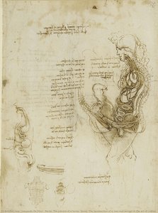Recto: The Viscera Of A Horse. Verso: The Hemisection Of A Man And Woman In The Act Of Coition — Leonardo Da Vinci, High Renaissance Anatomy