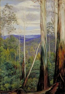 Eucalyptus, Acacias Argentés Et Sassafras Sur La Route De Huon, Tasmanie — Marianne North, Naturalisme Victorien