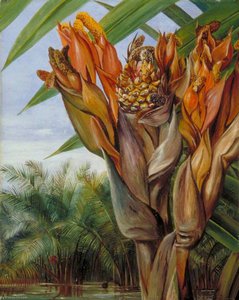 Nipa Palm, Sarawak, Borneo — Marianne North, Victorian Romanticism