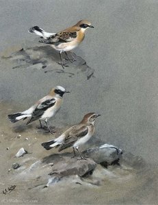A Petchora Pipit, Grey-headed Wagtail And A Black-headed Wagtail; And Black-eared Wheatear — George Edward Lodge