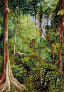 Forest Scene, Matang, Sarawak, Borneo — Marianne North, Naturalism Landscape