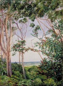 Trees From The Artist's Hut At St John's, South Africa — ماريان نورث, Victorian Naturalism