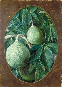 The Bael Fruit — Marianne North, Victorian Botanical Painting