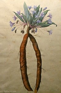 Mandragora autumnalis