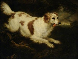 'Dash', a Spaniel