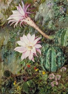 Wild Flowers Of Mussooree, India — Марианна Норт, Victorian Botanical Painting