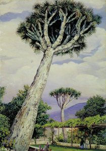 El Drago En El Jardín Del Sr. Smith, Tenerife — Marianne North, Impresionismo