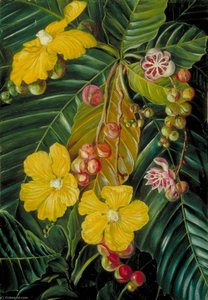 Foliage, Flowers And Fruit Of A Swamp Shrub Of Borneo — Marianne North, Victorian Botanical