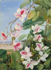 Foliage, Flowers And Fruit Of A Common Indian Forest Tree — Marianne North, Victorian Naturalism