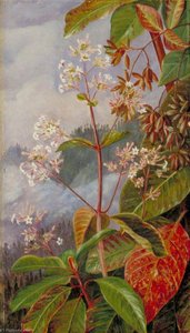 Foliage, Flowers And Seed Vessels Of A Peruvian Bark Tree — 마리애너 노스, Victorian Botanical Painting