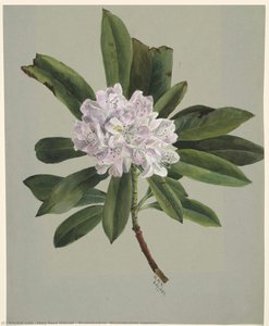 Rhododendron (Rhododendron maximum)