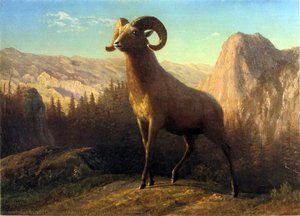 Una Pecora Delle Montagne Rocciose, Ovis, Montana — Albert Bierstadt