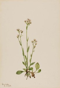 Pussy Toes (antennaria Racemosa) — Mary Vaux Walcott