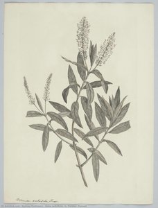 Hebe salicifolia (G. Forster) Pennell