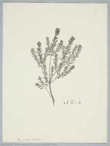 Leucopogon ruscifolius R. Brown