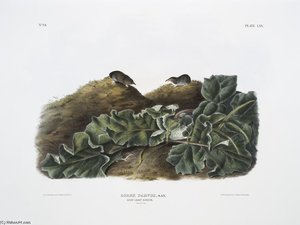 Orex Parvus, Say's Least Shrew. Natural Size — Džonas Džeimsas Odiubonas