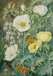 Papoilas Mexicanas, Schizanthus Chileno E Insetos — Marianne North