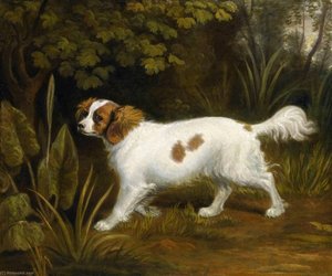 A Cavalier King Charles Spaniel In A Landscape — Sawrey Gilpin