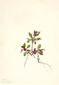 Fringed Polygala (polygala Paucifolia) — Марі Вакс Волкотт