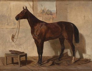 Horse of Prince A. Baryatinsky