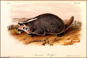 American Badger — John James Audubon, Naturalism