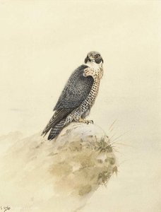 A Kestrel On A Rock — George Edward Lodge