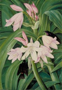 Crinum Moorei Y Madreselvas, Río Bashi, Sudáfrica — Marianne North, Ilustración Botánica Victoriana