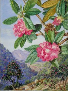 The South Indian Rhododendron — Марианна Норт, Marianne North Gallery
