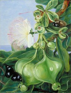 Fiori E Frutti Di Barringtonia, Borneo — Marianne North, Naturalismo Vittoriano