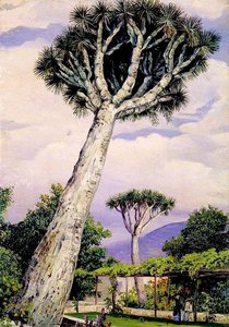 Dragon Tree In The Garden Of Mr Smith, Teneriffe — Marianne North, Impressionism